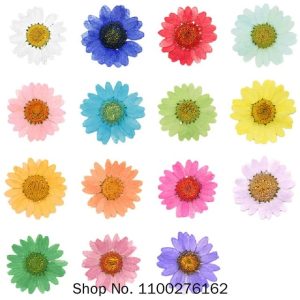 12 pack Pressed Dried Daisy Dry Flower Plants.